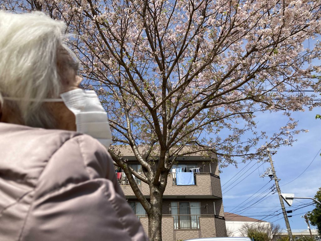 桜を見上げる女性